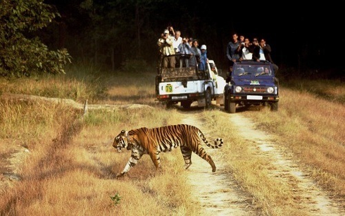 Wildlife tours
