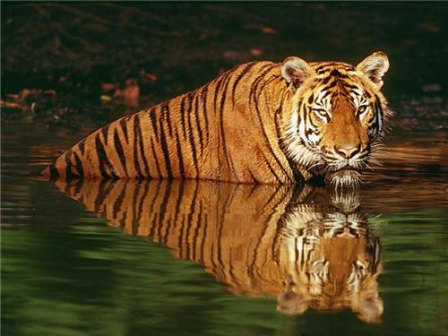 Van Vihar Wildlife Sanctuary