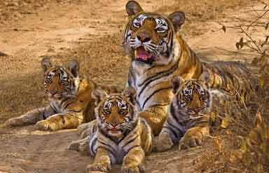 Ranthambore