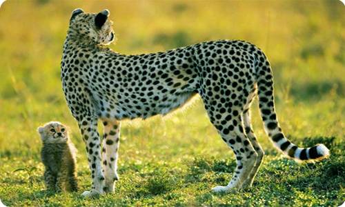 Corbett National Park