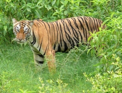  4 Nights Tamil Nadu