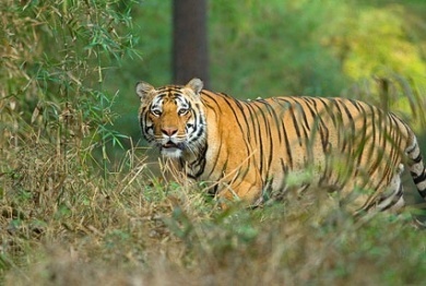  4 Nights Tamil Nadu