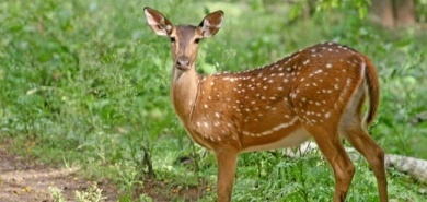  4 Nights Tamil Nadu