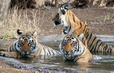  4 Nights Tamil Nadu