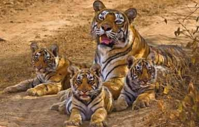  4 Nights Tamil Nadu